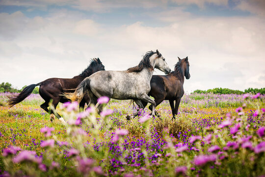 Wild horses running in a field of wildflowers, Canos de Meca, Cadiz, Andalusia, Spain