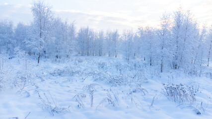 snowed winter forest russia birches and trees