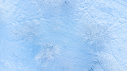snowed winter forest russia birches and trees