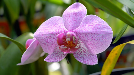 Doritenopsis orchid, beautiful hybrid flower