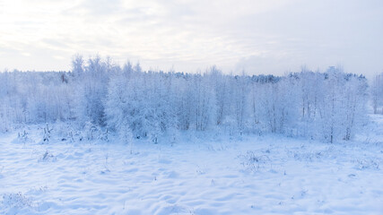 snowed winter forest russia birches and trees