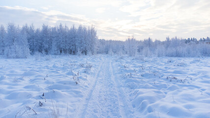 Obraz premium snowed winter forest russia birches and trees