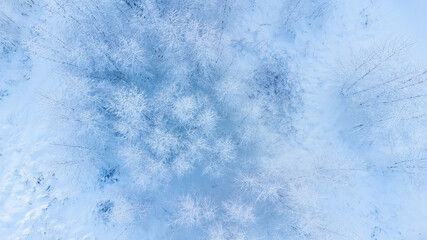 snowed winter forest russia birches and trees