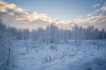 snowed winter forest russia birches and trees