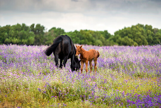 Mare and her foal grazing amongst wildflowers in a meadow, Canos de Meca, Cadiz, Andalusia, Spain