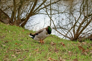 duck in the grass