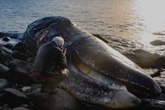 Rear view of a man photographing a washed up whale on a beach near Sooke, British Columbia, Canada