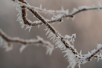 Ein Zweig im Winter mit Raureif