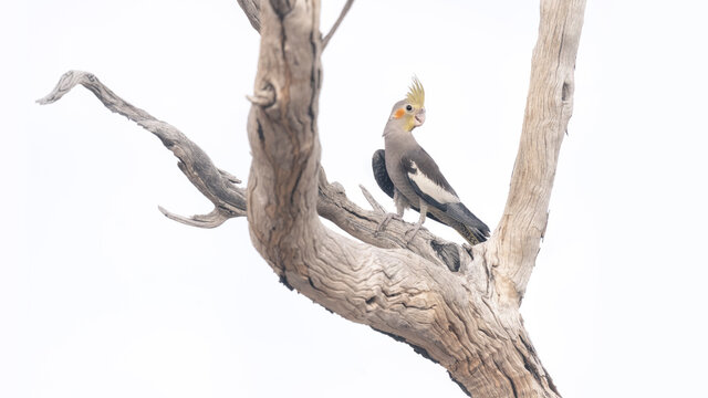 Wild cockatiel (Nymphicus hollandicus) perched on a dead tree, Australia