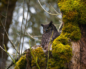 Great Horned Owl