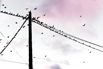 Birds are sitting on electric wires; the shape of a cross against the sky