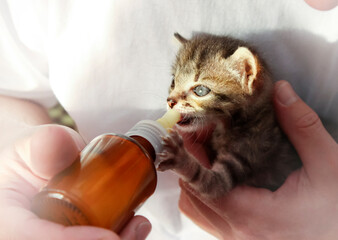 Feeding a small kitten from a bottle with a pacifier, feeding animals
