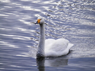 水面を滑るように移動している「ハクチョウ」