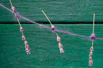 Dried fragrant lavender on a purple mohair thread. Wooden dark turquoise color background.