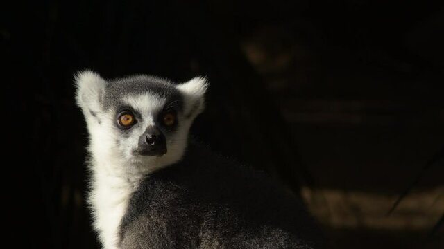 Ringtail lemur - Lemur catta