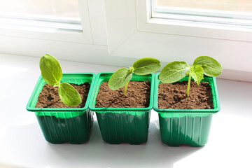 Young shoots, sapling seedlings are growing
