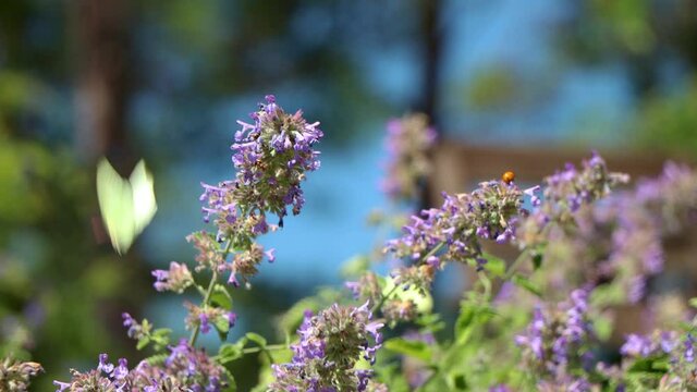 Close-up of common brimstone butterflies on Echium vulgare flowers