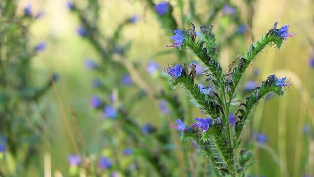 Close-up of blue and green Echium vulgare plant moving in wind, Sweden