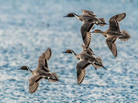 Four northern Pintails in Flight over ocean, British Columbia, Canada