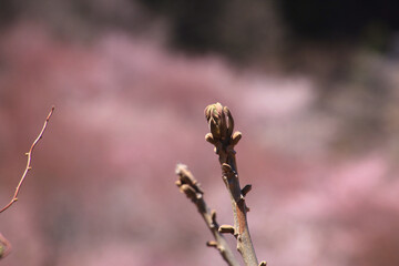 桜峠公園の桜・オオヤマザクラ（福島県・裏磐梯）