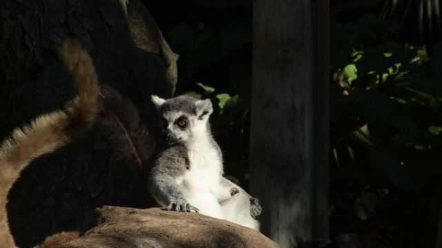 Ringtail lemur looking and sunbathing in a zoo park - Lemur catta