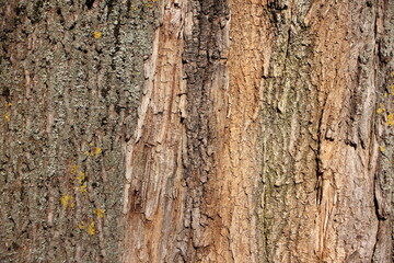 Old brown weathered dry tree cracked bark on trunk fragment closeup - natural background texture