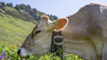 Animal background banner panorama - Funny cow in the mountains Allgäu Austria Alps on green fresh...