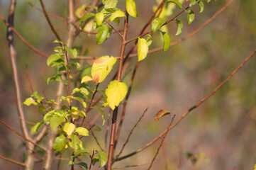 Pin cherry green leaves closeup view with selective focus on foreground