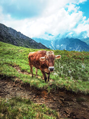 Fototapeta na wymiar Animal landscape background - Funny cow in the mountains Allgäu Austria Alps, on green fresh meadow.