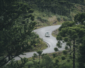 carro passando em rodovia cercada por araucárias 