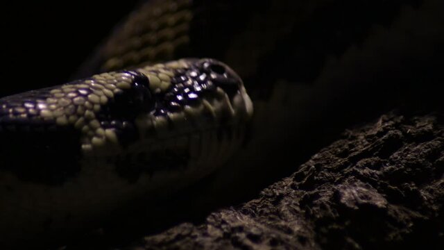 Reticulated python snake crawling in a terrarium - Python reticulatus