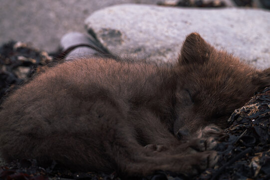 Brown Arctic Fox Sleeping