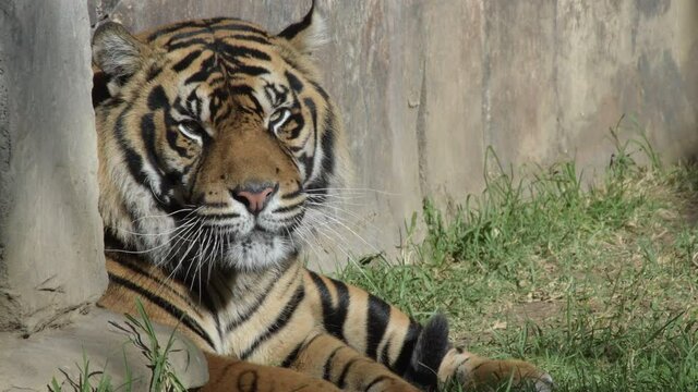 Sumatran Tiger resting - Panthera tigris sumatrae