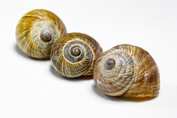 Selective focus of three snail shells on isolated white background. The fractal center of the middle one of the snail shells is in selective focus.