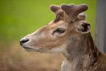 Obraz premium muzzle of a young deer close-up