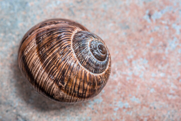 Selective focus of snail shell on blurred rock background. The fractal center of the snail shell is...
