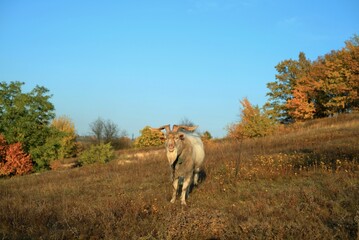 Goat on the field in Ukraine; autumn landscape