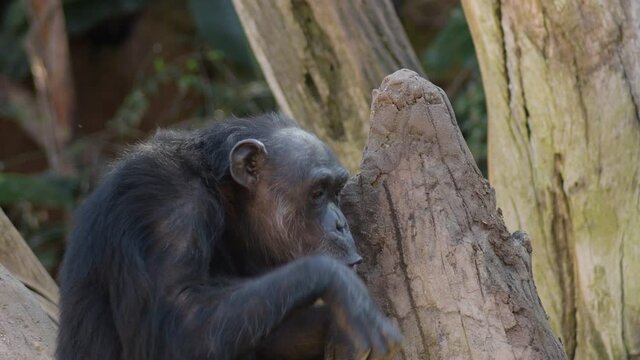 Chimpanzee talking and gesturing- Pan troglodytes