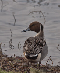 Northern pintail, Anas acuta