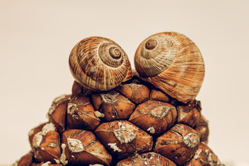 Selective focus of two snail shells on a cone, on an isolated white background. The fractal center of the brown snail shell on the left is in selective focus.