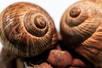 Selective focus of two snail shells on a cone, on an isolated white background. The fractal center...