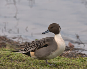 Northern pintail, Anas acuta
