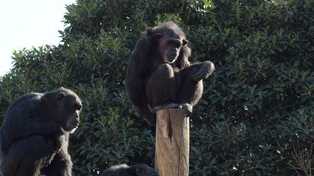Chimpanzee gesturing in a tree in a zoo natural park - Pan troglodytes