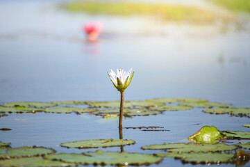 Beautiful red lotus flowers in Bueng Boraphet, Nakhon Sawan Province.
