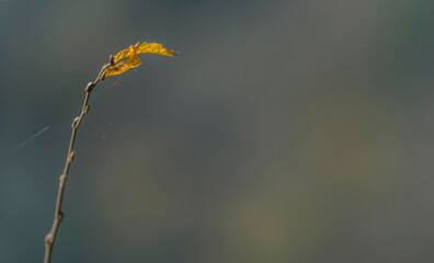 Feuille automnale &agrave; Serri&egrave;res-sur-Ain, France