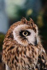 Owl on a served wedding table