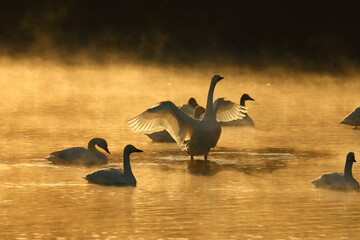 埼玉県比企郡川島町越辺川の白鳥飛来地　朝焼けの川のコハクチョウ © 崇 溝口