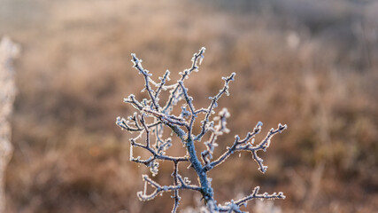 Frost covered a lone tree trunk covered with frost.