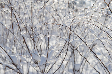 Branches covered with snow on a sunny day.