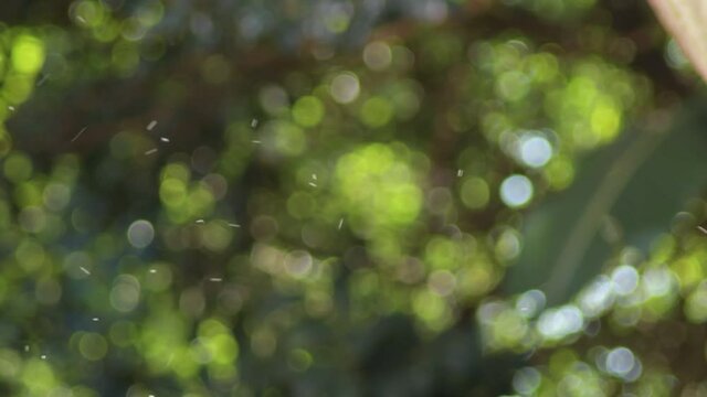 Mosquitoes flying with defocused background
